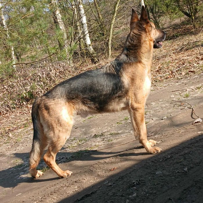 Bari w typie owczarka niemieckiego do adopcji
