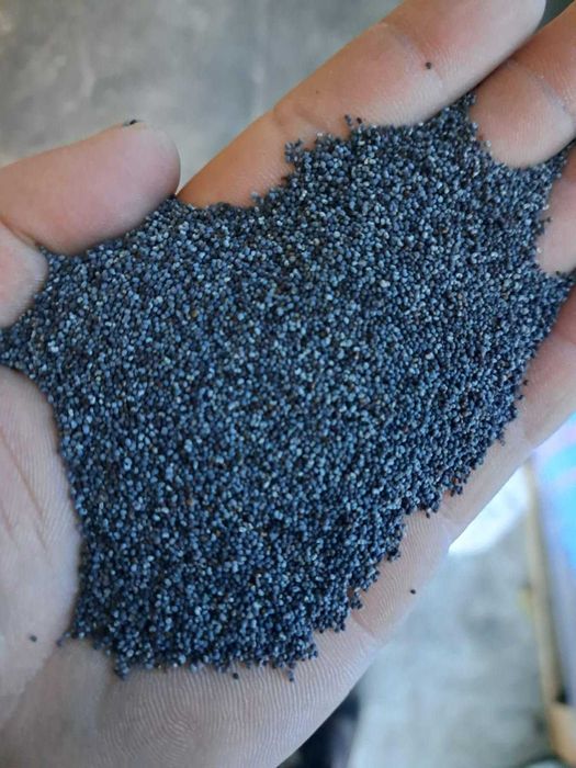 Sprzedam mak niebieski