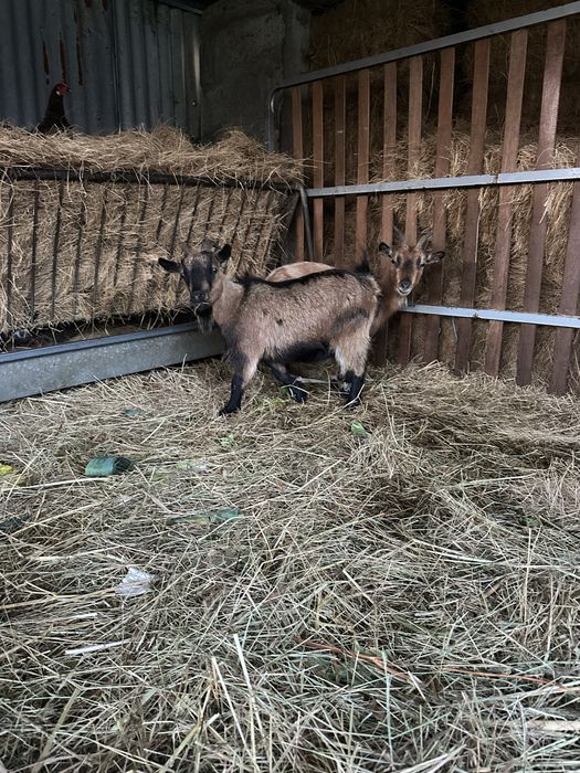 Cabras anas - femeas e filhos