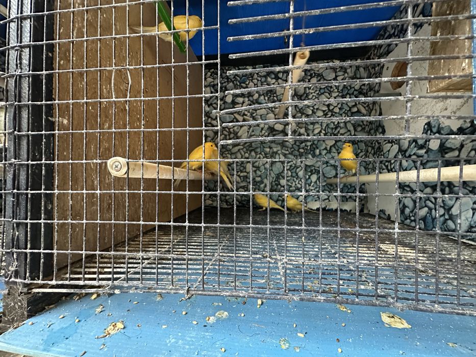 Vendo Canários!!!