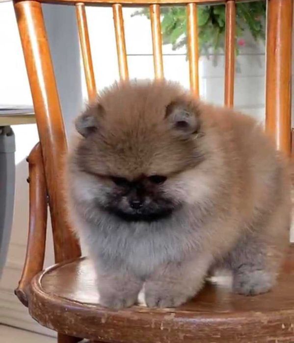 Spitz Alemão Anão/ Lulu da Pomerânia LARANJA com LOP AFIXO