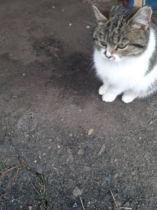 Кішечка кошеня дівчинка