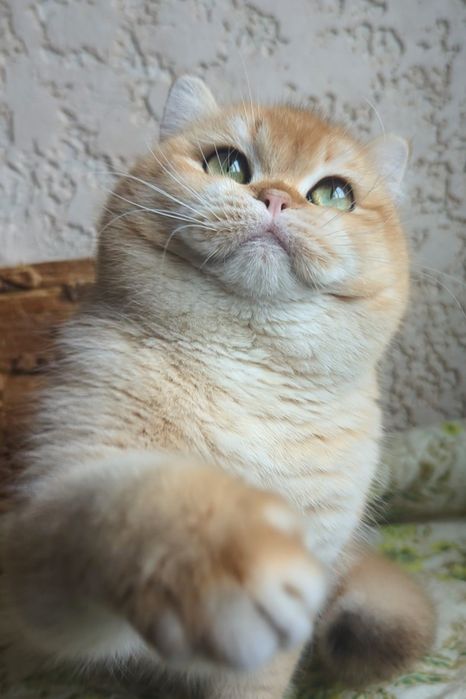 Шиншила золотой ny 12 яркий