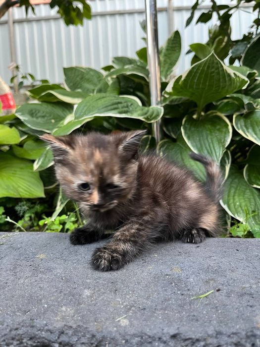 Віддам котенят у добрі руки