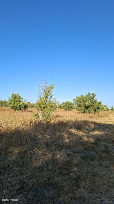 2 Rustic plots with olive groves totaling an area of 17,500 m²