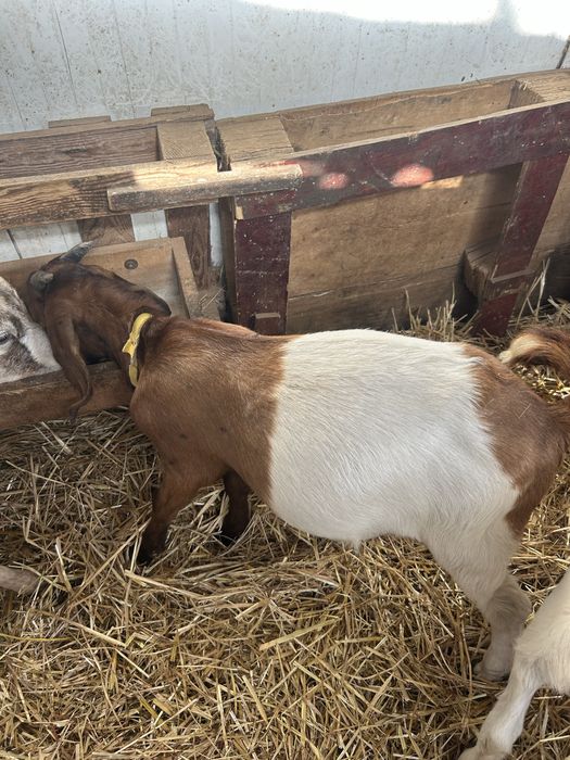 Cabrito Boer……..