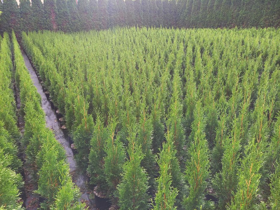 Tuja Szmaragd 100 -120 cm W DONICZCE 5 L   dostawa