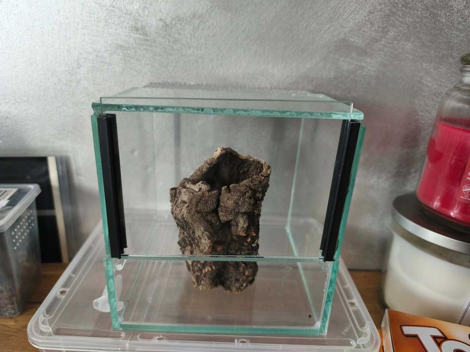 terrarium dla ptasznika,itp. odbiór osobisty