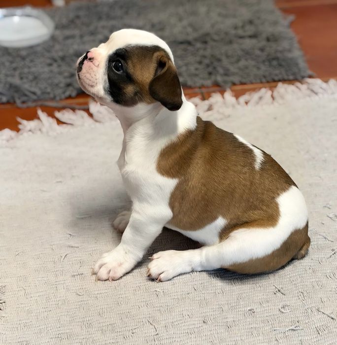 Buldogue Francês