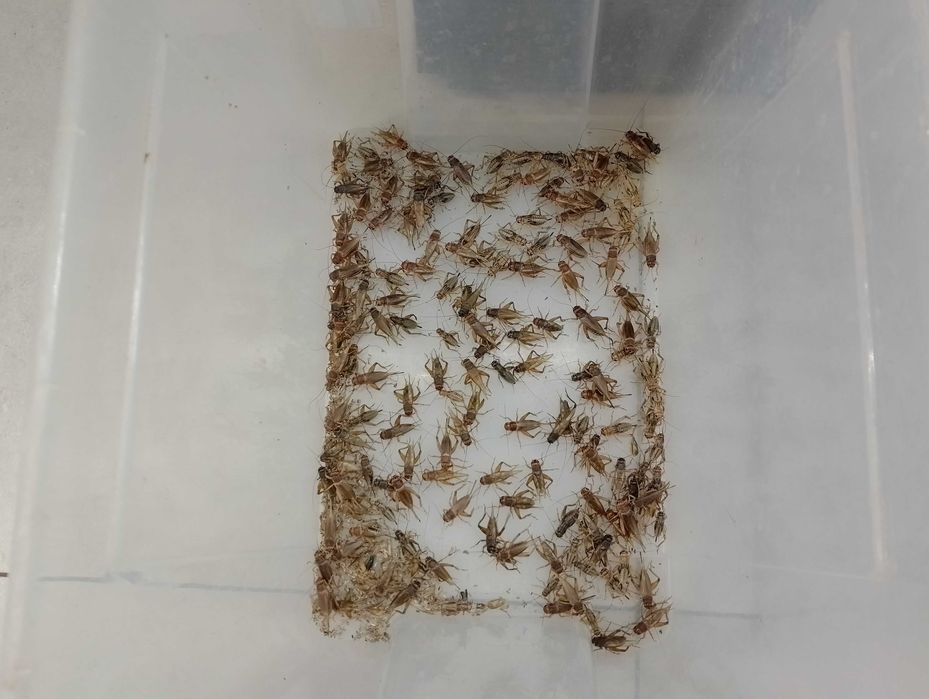 Świerszcze Kubańskie - sklep terrarystyczny ANIMALE