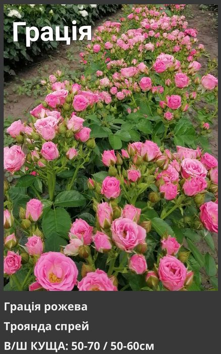 Саженцы роз, Спрей, Троянди Чайно гибридні, Флорибунда