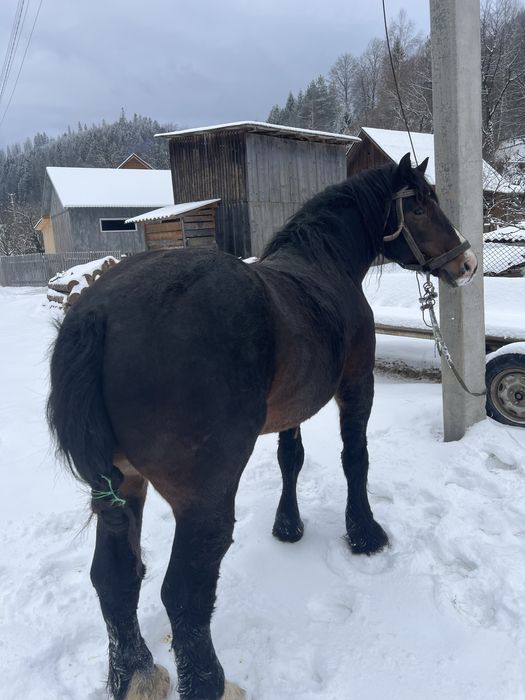 Продам жеребця