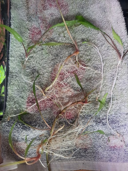 Kryptokoryna gładka