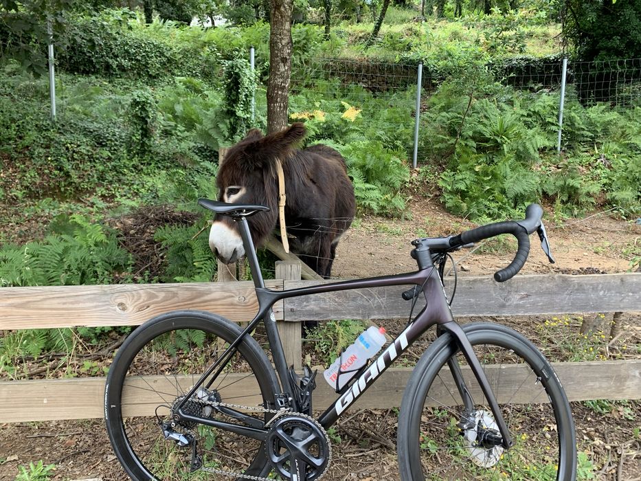 Giant Tcr Advanced Pro1 Disc 2021 T56
