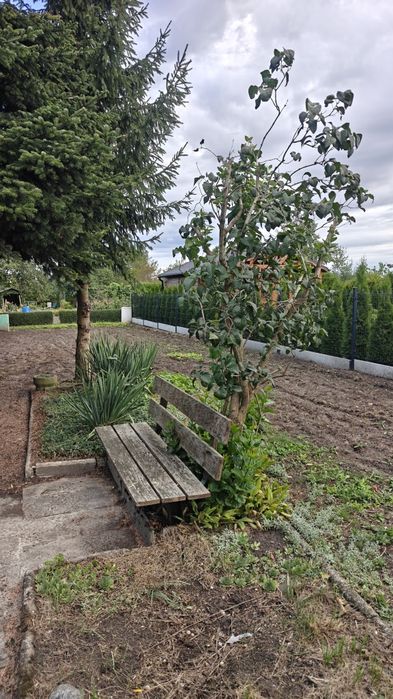 Działka ROD 300m2 - Żydowo k. Gniezna