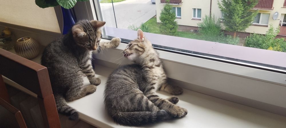 Oddam kotki  w dobre ręce
