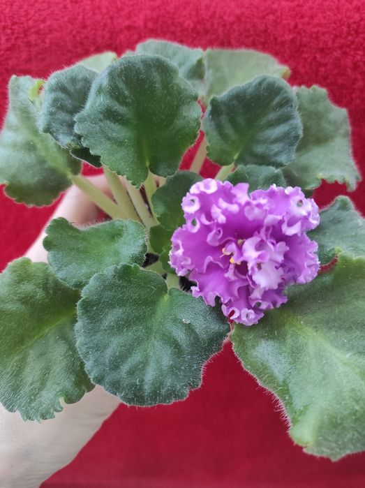 Фіалка сенполія квітуча,рожева з рюшами