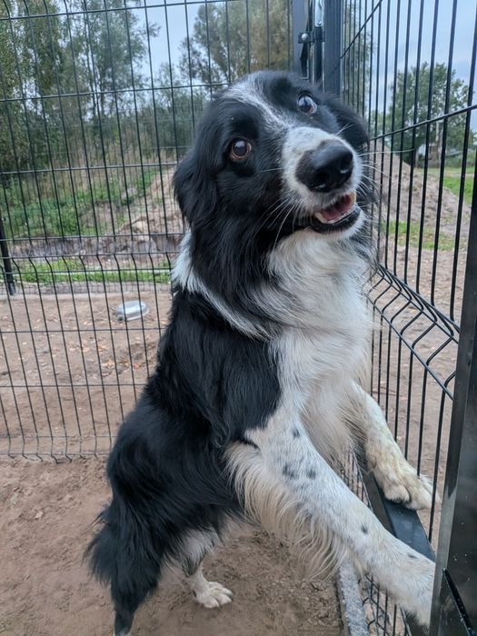 Border Collie z rodowodem szuka nowego domu