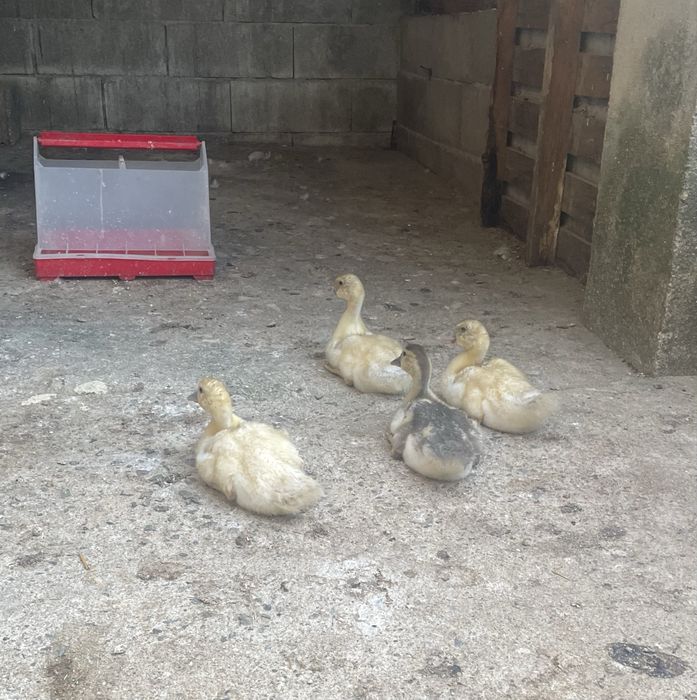 Crias de Patos Mudos