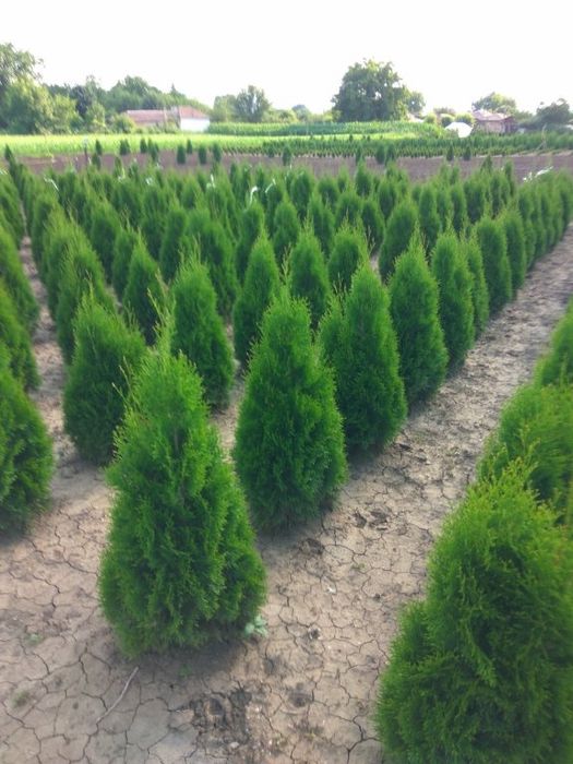 Туї смарагд роздріб/опт різна висота!