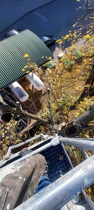 Wycinka przycinanie pielęgnacja drzew także bardzo trudnych