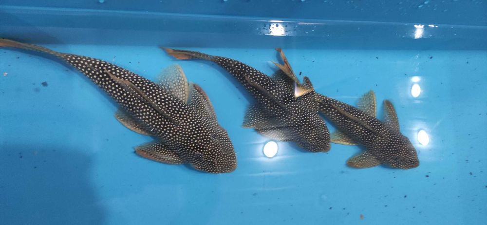 Скобинанциструс ауреатус L014 (Scobinancistrus aureatus L014)