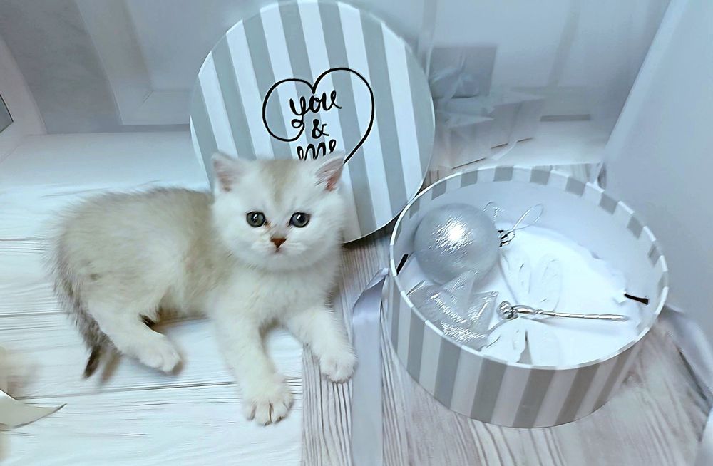 Пропонуєм чистокровних котиків породи Skottish fold і Scottish Stright