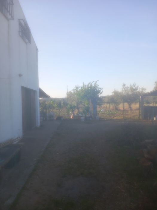 Quinta com barracao agricola Abrantes