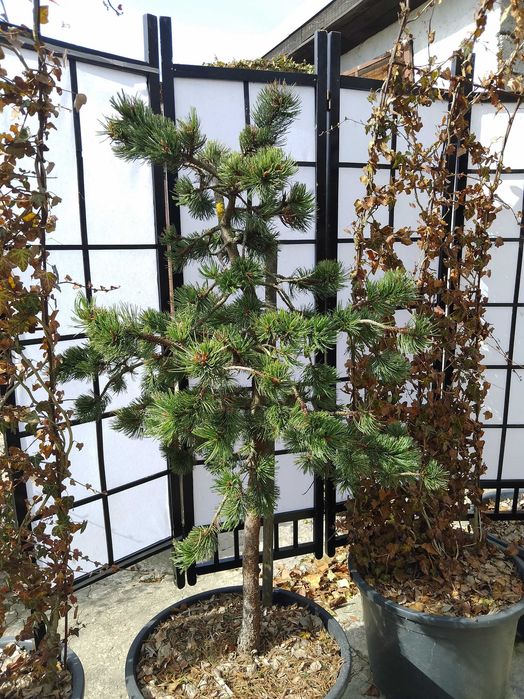 Sosna oscista, pinus aristata