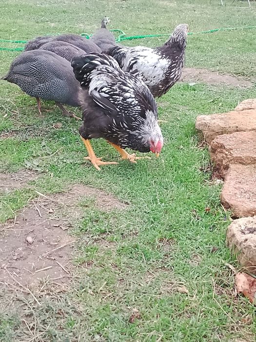 Продам сім'ю цесарок