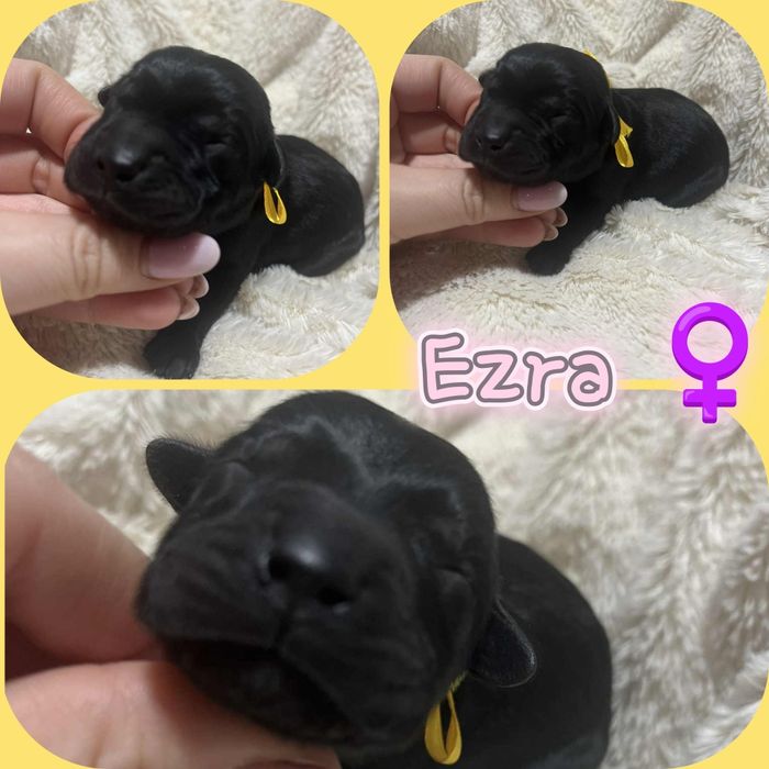 Prześliczny sunia  Ezra labrador retriever