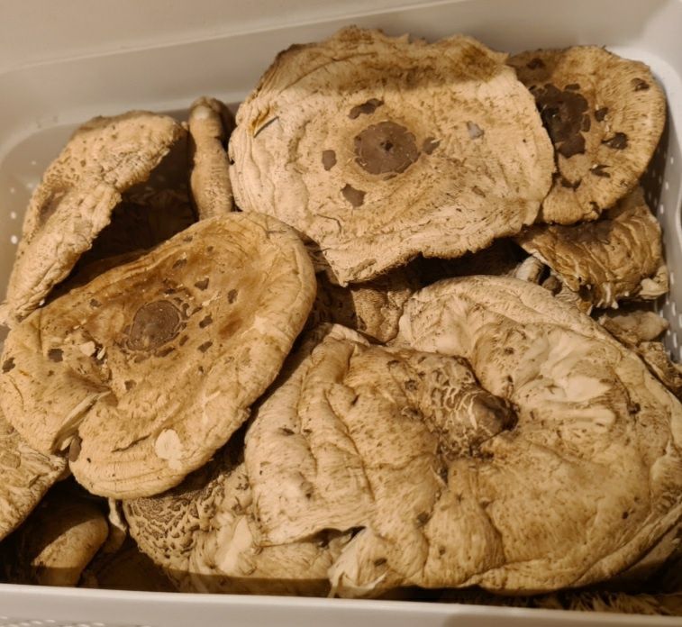 Kanie Grzyby Sowy / Czubajka Kania na kotlety wegetariańskie- Suszone