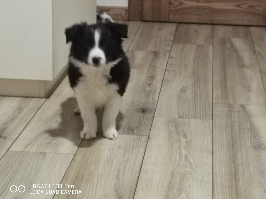 Border collie piesek czarno biały