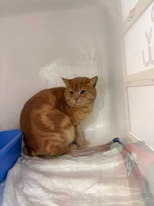 Gatinho para adoção responsável