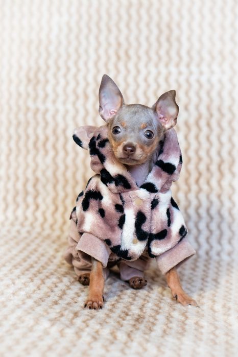 Той тер'єр, той терьер