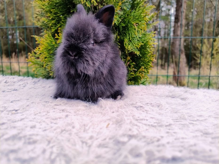 Sprzedam karzełka Teddy