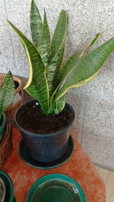 Vasos de espadas de são Jorge