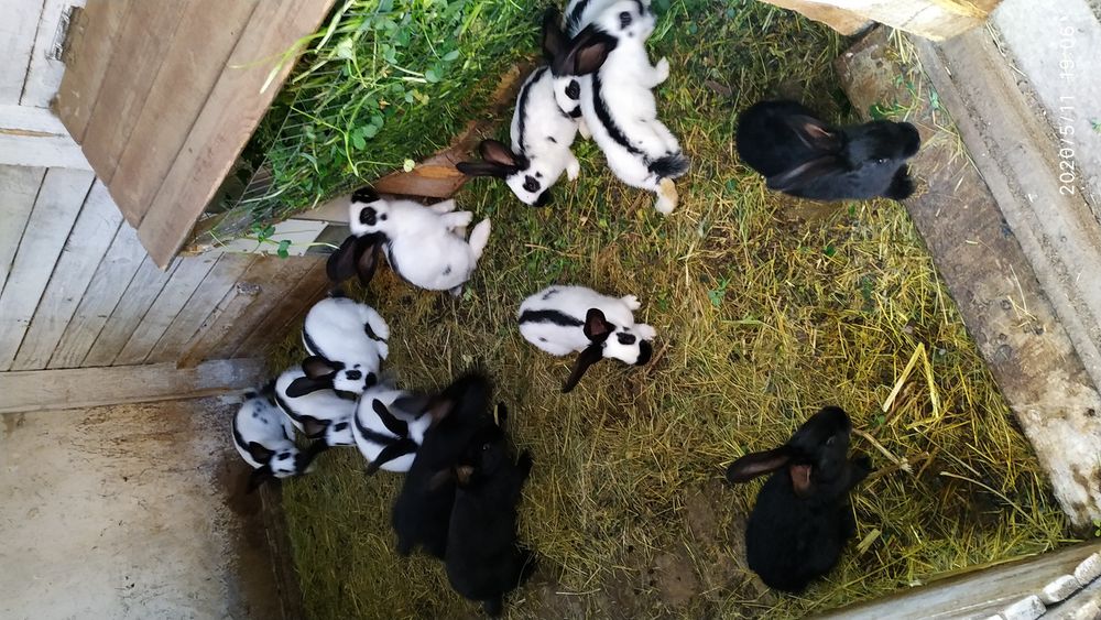 Німецький строкач.Самці,самки.Різний вік.