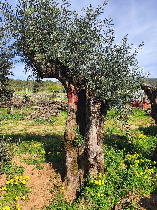 Oliveiras Bicentenárias e Tricentenárias para venda