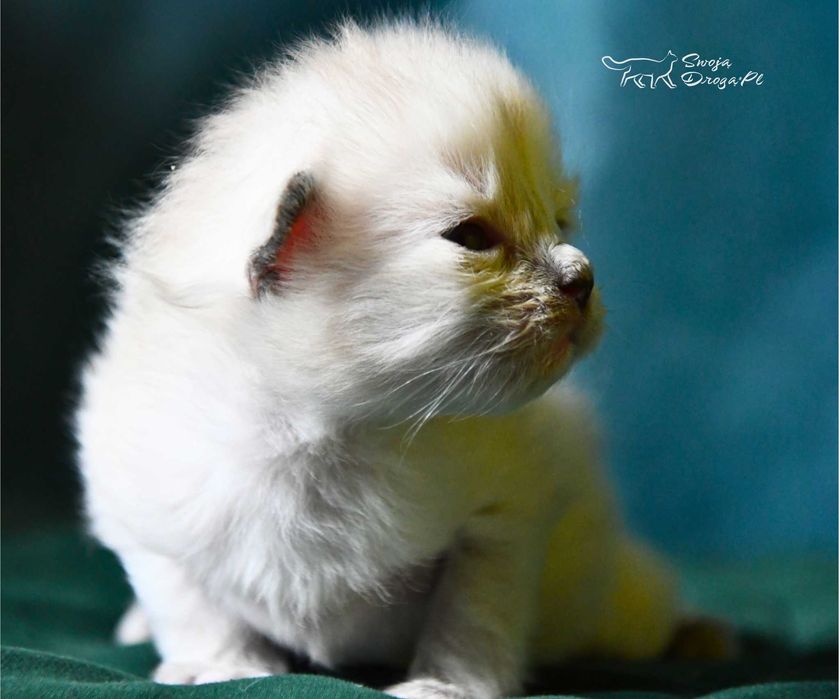 Paranoja Swoją Drogą*Pl kotka