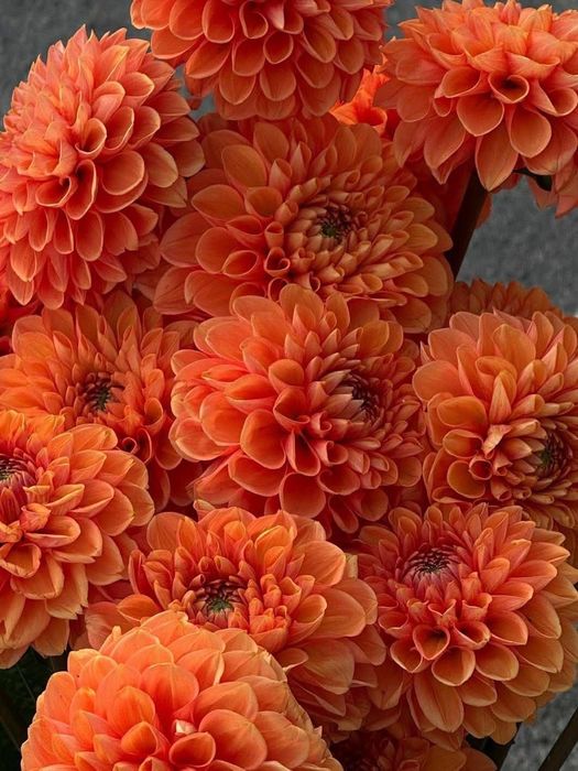 Поділки сортових жоржин