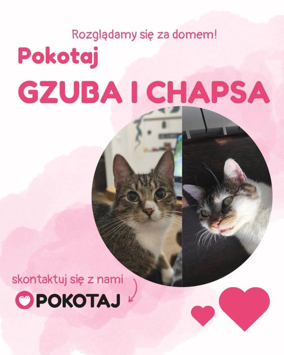Pokotaj Gzuba i Chapsa - dwa młode kociaki do adopcji