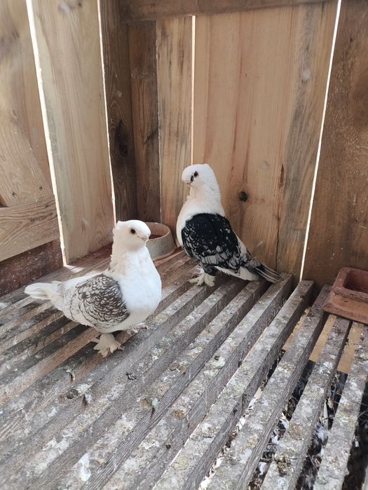 Mewki orientalne satynety para