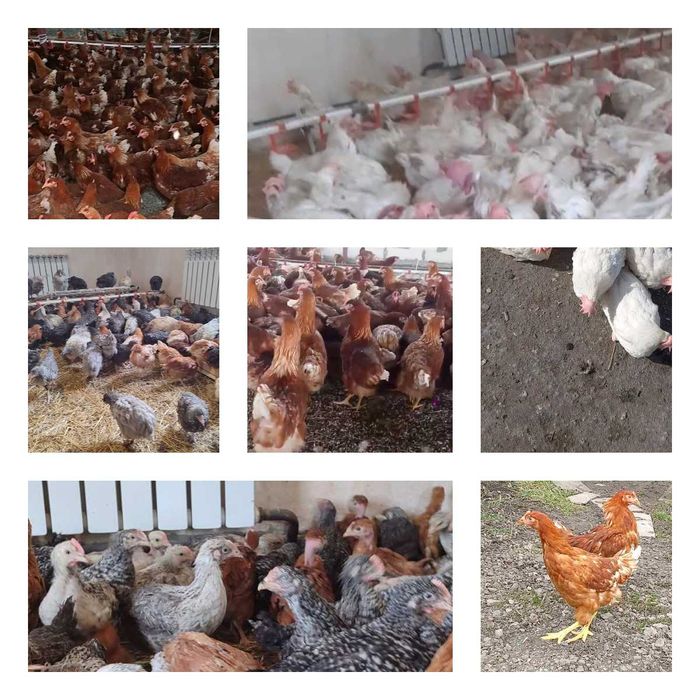 Продам кури несушки! Доставка безкоштовна. Апостолове!