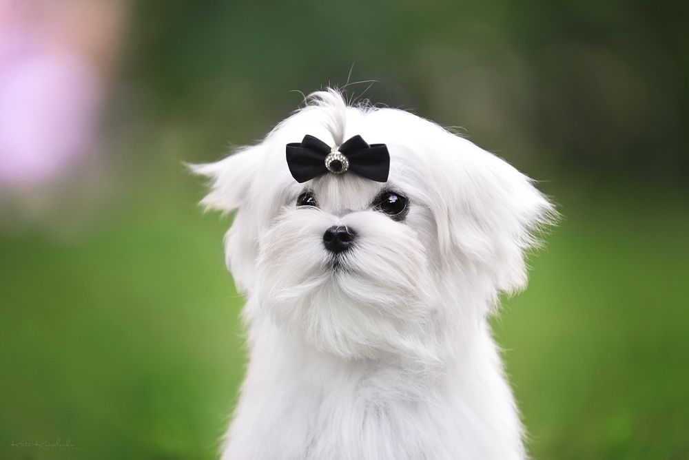 Для, ценителей породы, изысканности и красоты