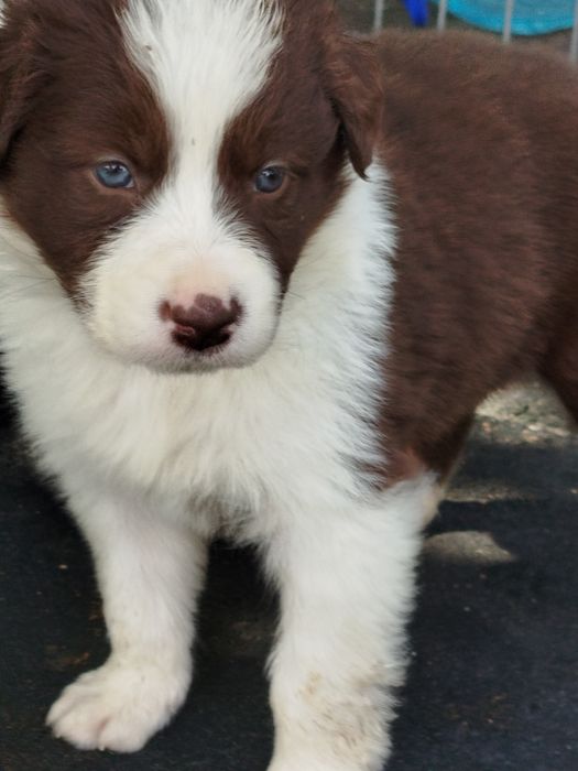 Border collie, excelente linhagem e caráter