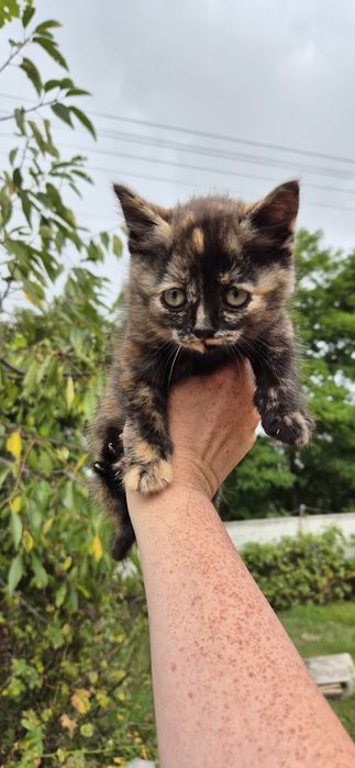Кіт, котеня, киця