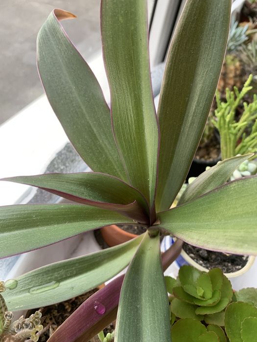 Продам кімнатні рослини