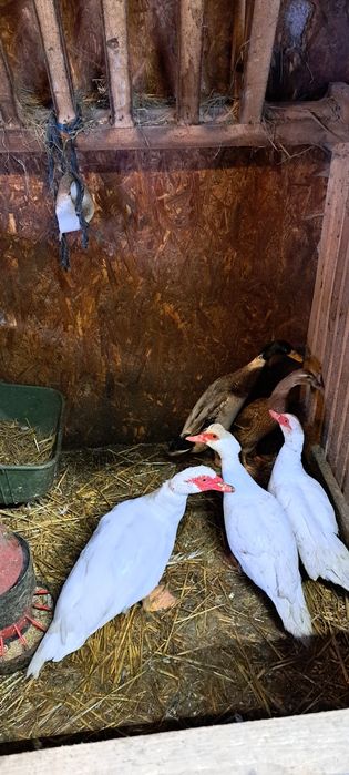 Sprzedam kaczki francuskie i biegusy
