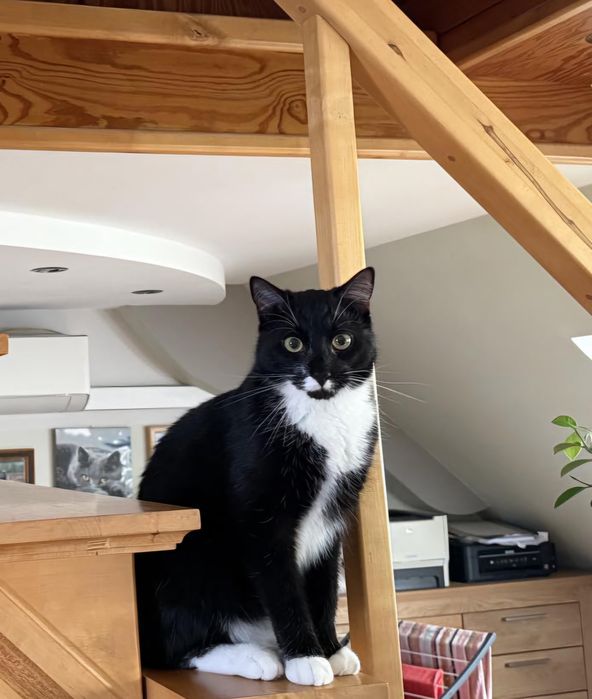 Energiczny Mireczek szuka domku!